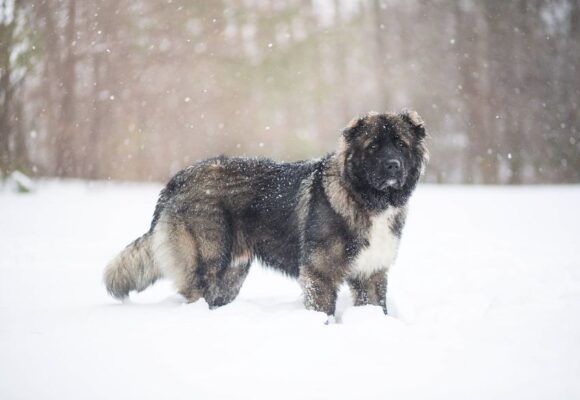 Кавказки овчарки и белгийска овчарка нахапаха мъж в двора му в Герман